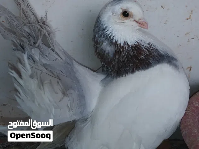 دكر روسي فردي