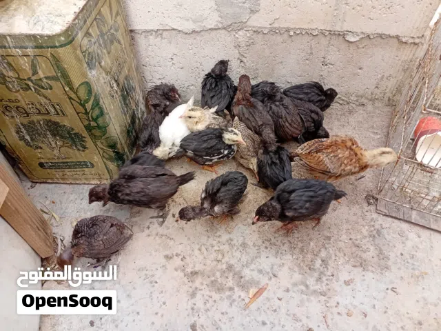 سلام عليكم صيصان ترقيد جاج الحبه على دينار ونص