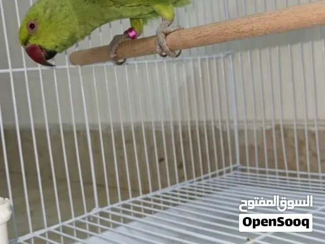 ببغاء ذره هندي (افريقيه) للبيع  شوف الوصف