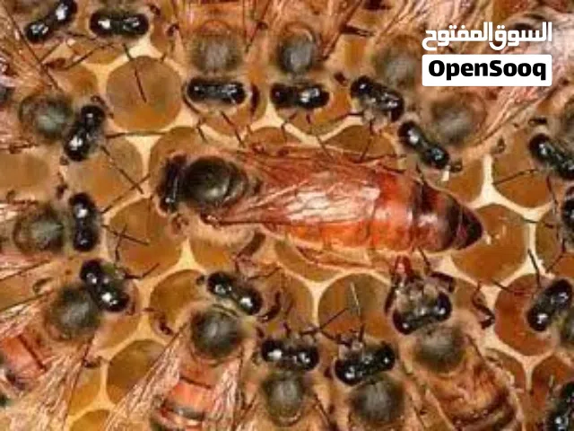 نحل خلايا نحل ايطالي كرنيولي بكفاست هادئ جدا جماع للعسل ومقاوم للحشرات والامراض