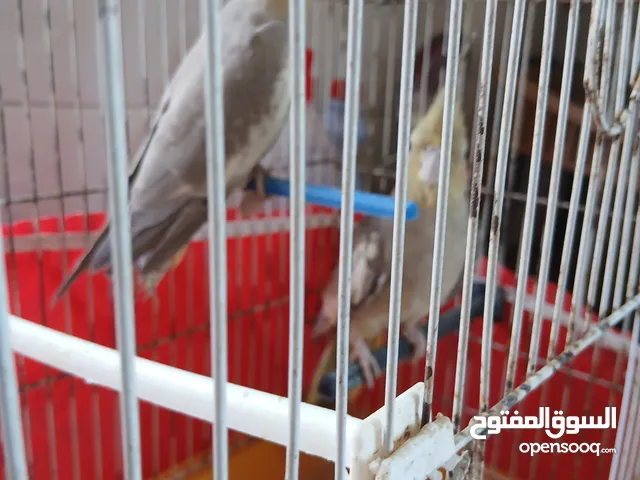 كوكتيل للبيع