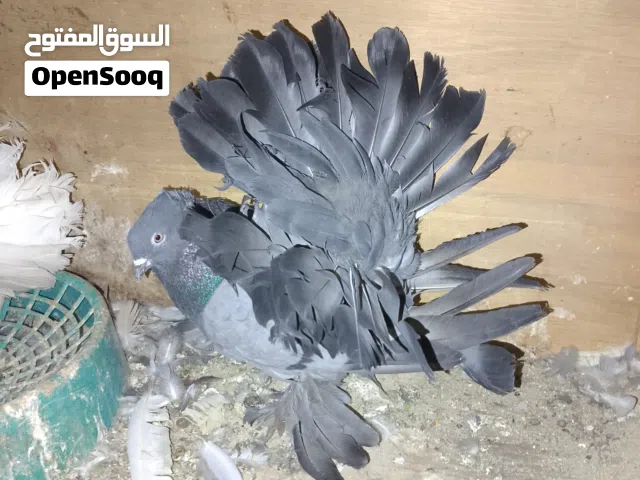 زوج عرايس امريكي امايا