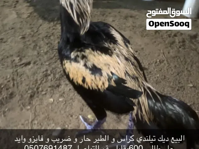 البيع ديك تيلندي كراس بكستاني الطير حار و ضريب و يضرب شوك و ما يشتكي من اي شي العمر سنه