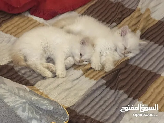 2 بزازين هملايا كلش نضيفات اقرا لوصف
