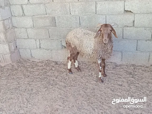 خروف رب يبارك