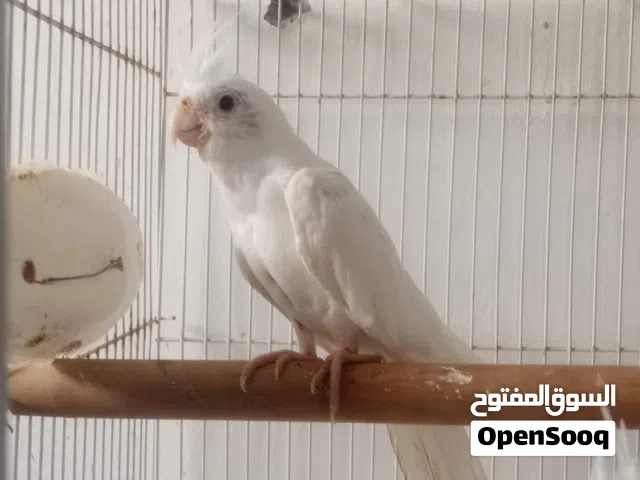 كلير بايد  طيور