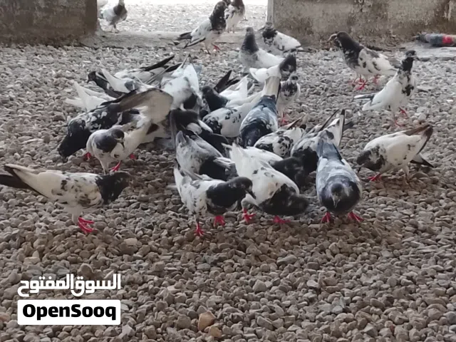 حمام للبيع