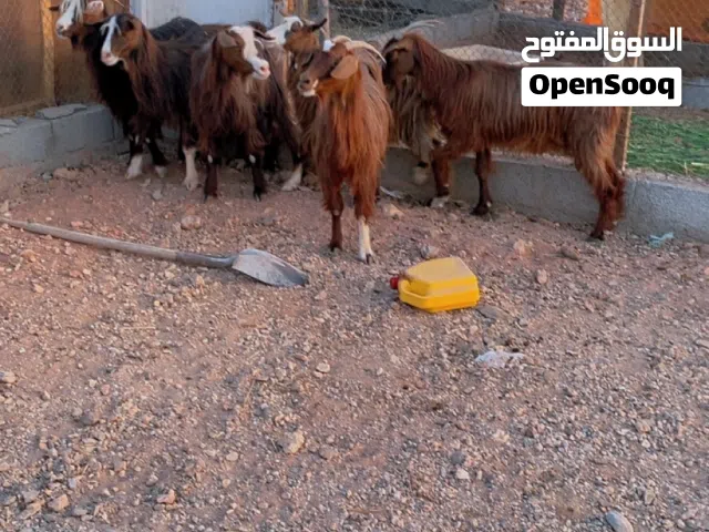 غنم للبيع محدورات من لجبل