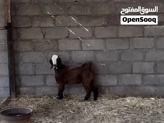 تيس من حلال بكستاني