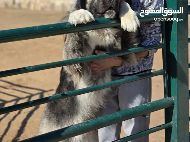 (Caucasian shepherd) الراعي القوقازي