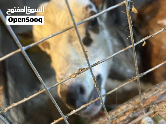 ماعز قطري حجم صغير قزم للبيع