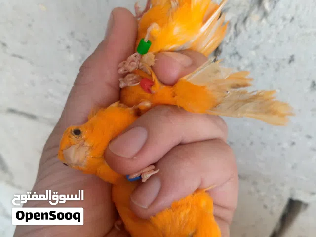 فحول كنار للبيع جزري غامق وفحل أبيض