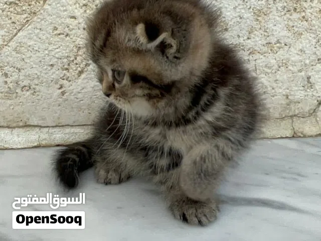 قطط للبيع بسعر مناسب