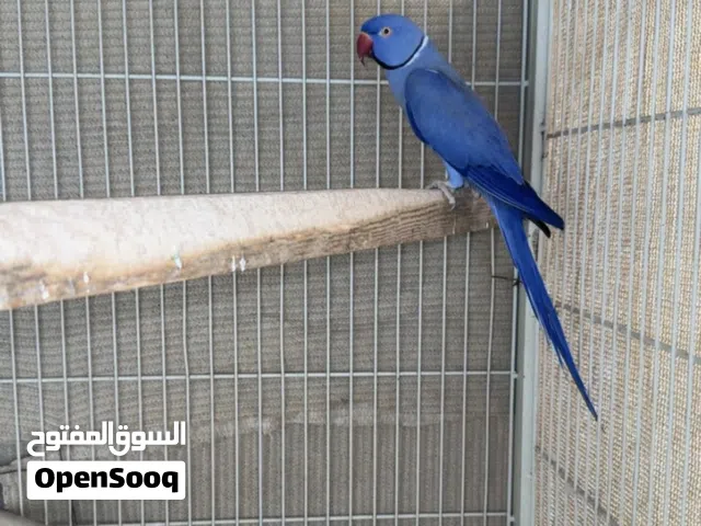 ذكر درة فايلوت