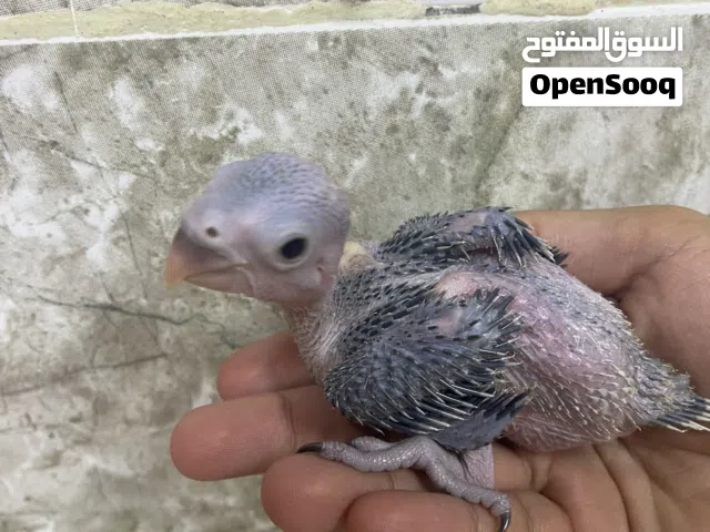 فرخ بغبغاء الدرة بصحة ممتازة