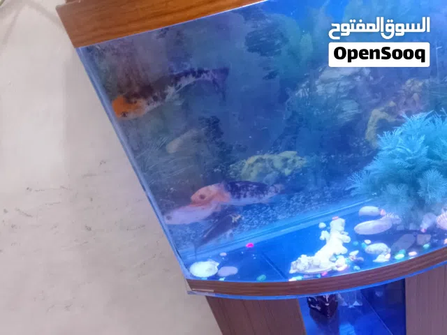 أسماك كارب عدد 5