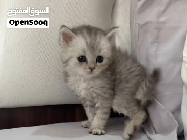 قط صغير متعلم عالليتربوكس لعوب وهادي