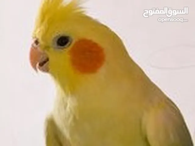 lutino Cockatiel fully yellow and pineapple conure