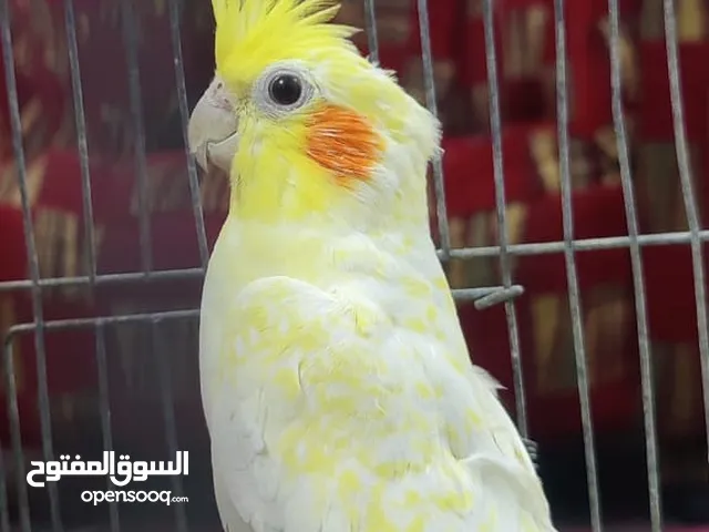 جوز كوكتيل شغال 100% لاتينو