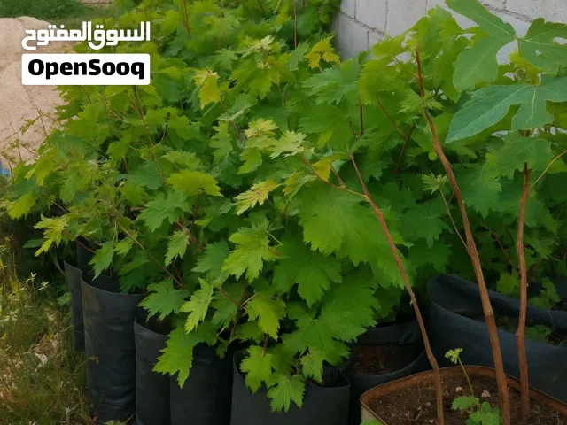 دوالي عجلوني