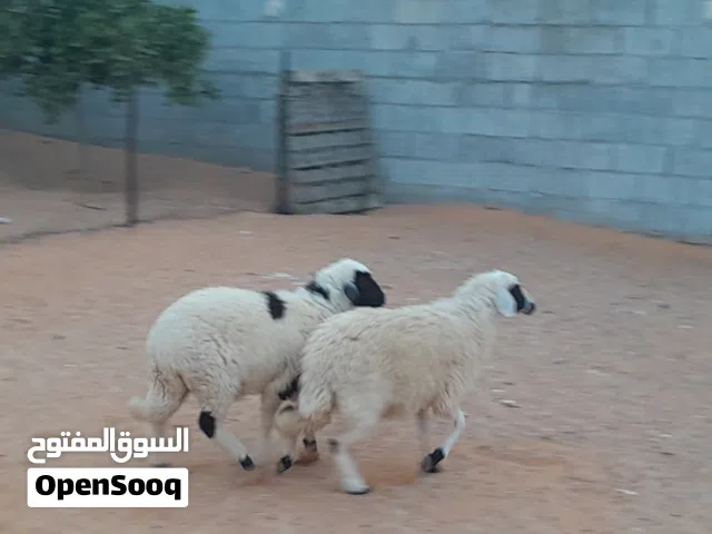 2فطايم وطنيات خوات توميات مشالله ناشطات وسليمات عمرهم ف 5شهور ..