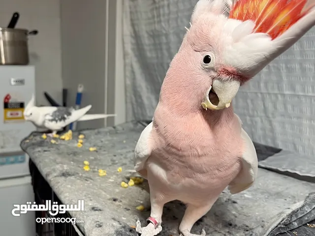 Major Mitchell's cockatoo Available