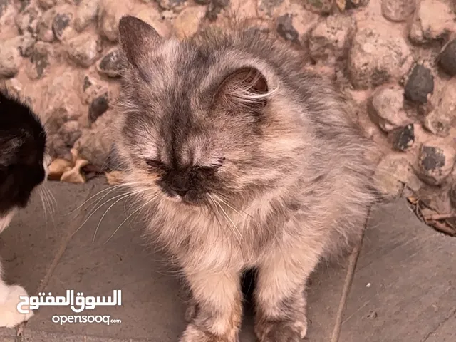 قطه هملايا انثى العمر 7 اشهر السعر في الوصف