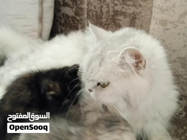 مازالت واحده بس