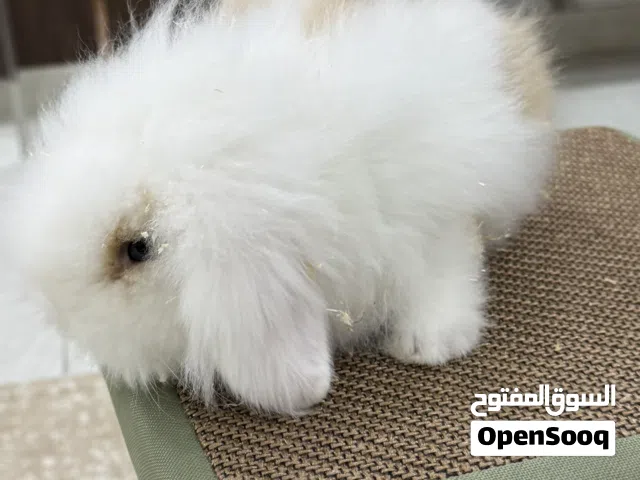 للبيع ارتب جميل