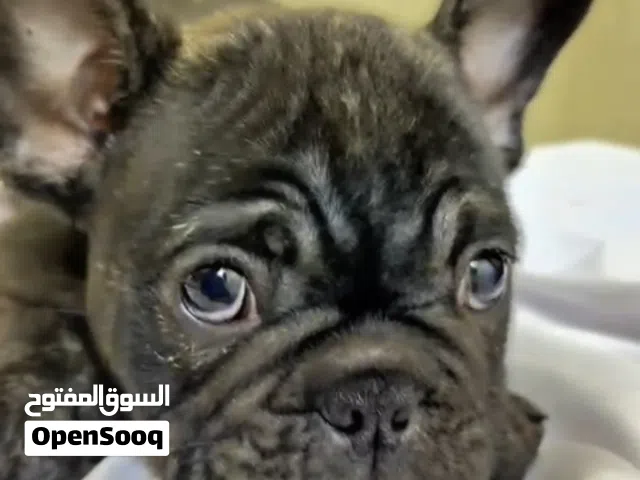 فرنشي العمر شهرين للبيع