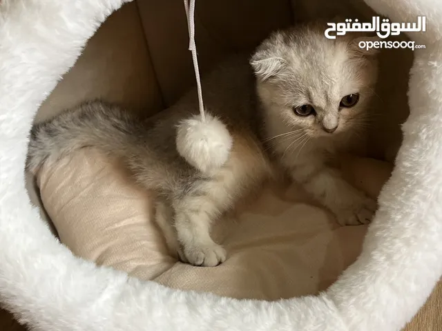 للبيع سكوتش فولد انثى العمر ثلاث شهور