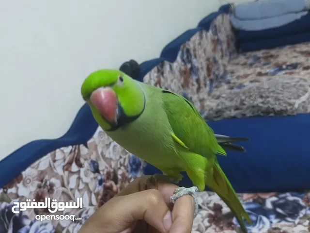 ببغاء درة parrot
