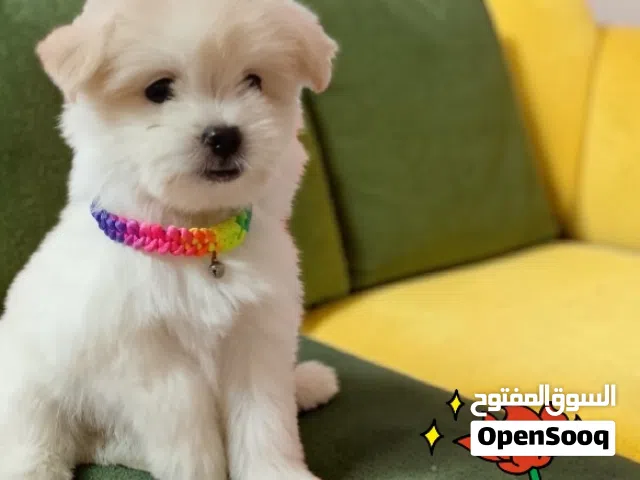 بنوته هافنيز ميني بيوررر