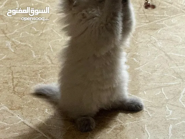 قطه هملايا انثي وذكر للبيع