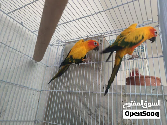 جوز صن كنيور منتج للبيع او للبدل