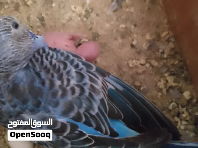 2 كوبيات بقلينو اقرا الوصف
