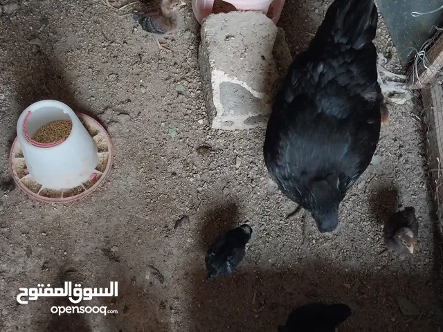 دجاج للبيع