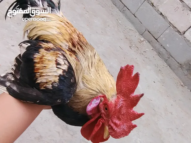 دجاج للبيع