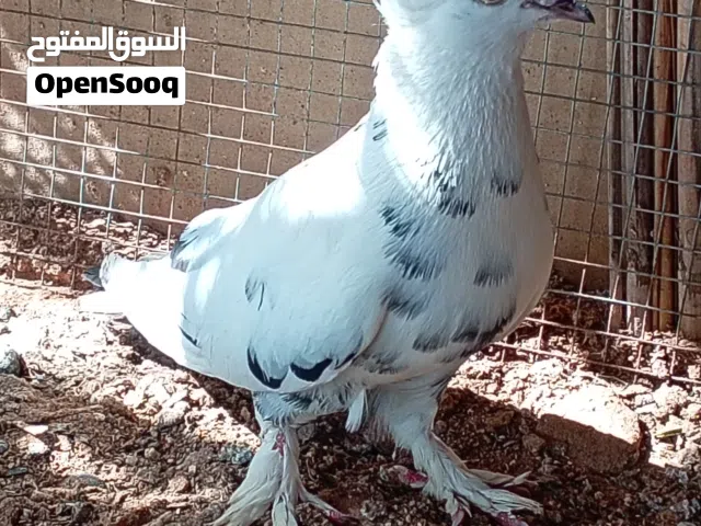 حمام تاج وكوش فرنسي سعر 5ريال