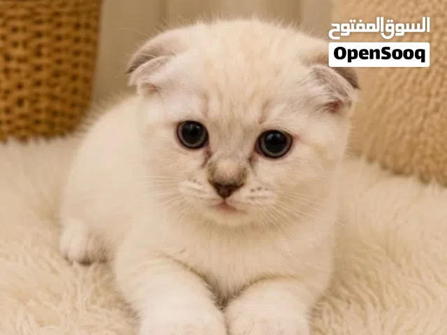 سكوتش فولد مكس بريمين