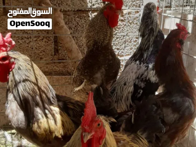 سلام عليكم 6 فرريج للبيع جمله