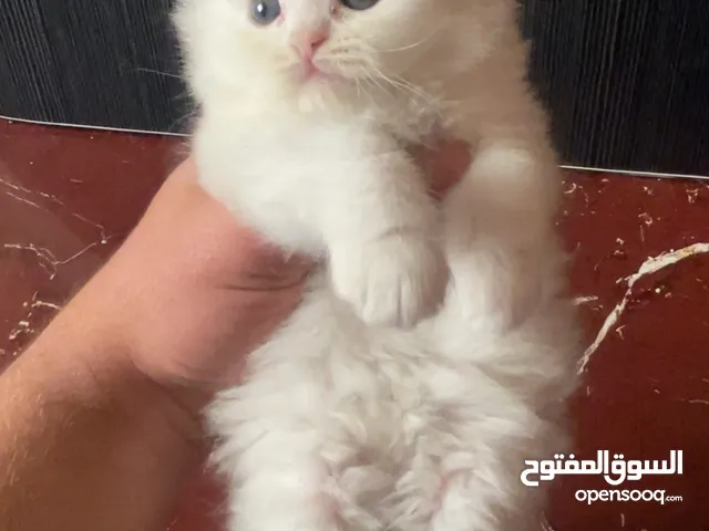 اربع قطط للبيع