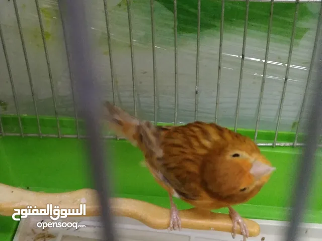 انثى كناري مواردي للبيع