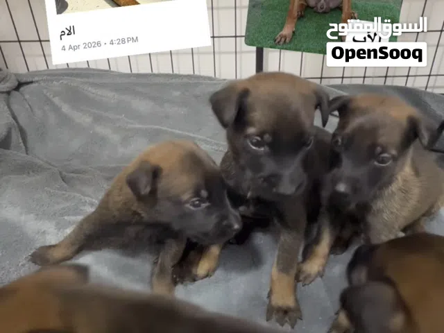 جراء ملينوا بلجيكي