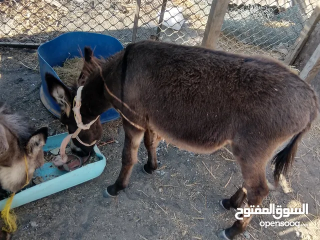 اقرا الوصف جحشه للبيع فقط 4 شهور