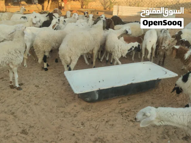 اغنام للبيع