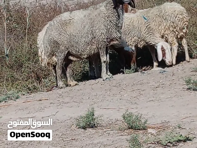 سللام متاح نعجات 5