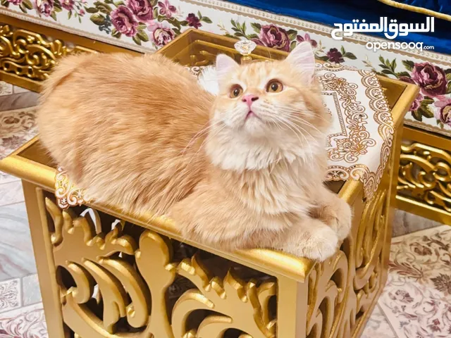 قط شيرازي بيور