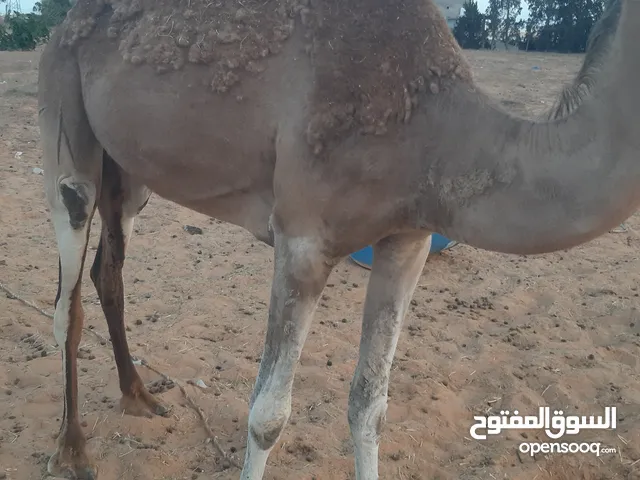 اثنين انياق للبيع