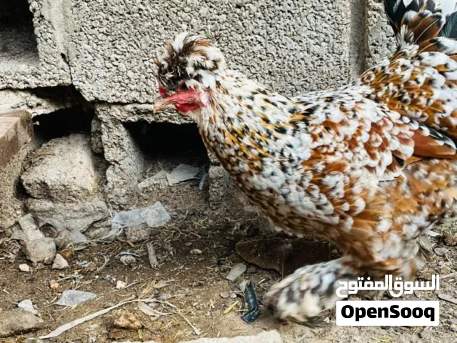 دحي بانكس امخصب درجة أولى